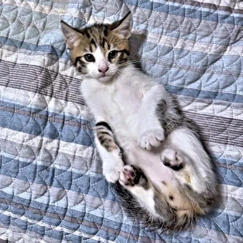 A baby medium-sized male Tabby cat named Shamus for adoption in Rutherfordton, NC