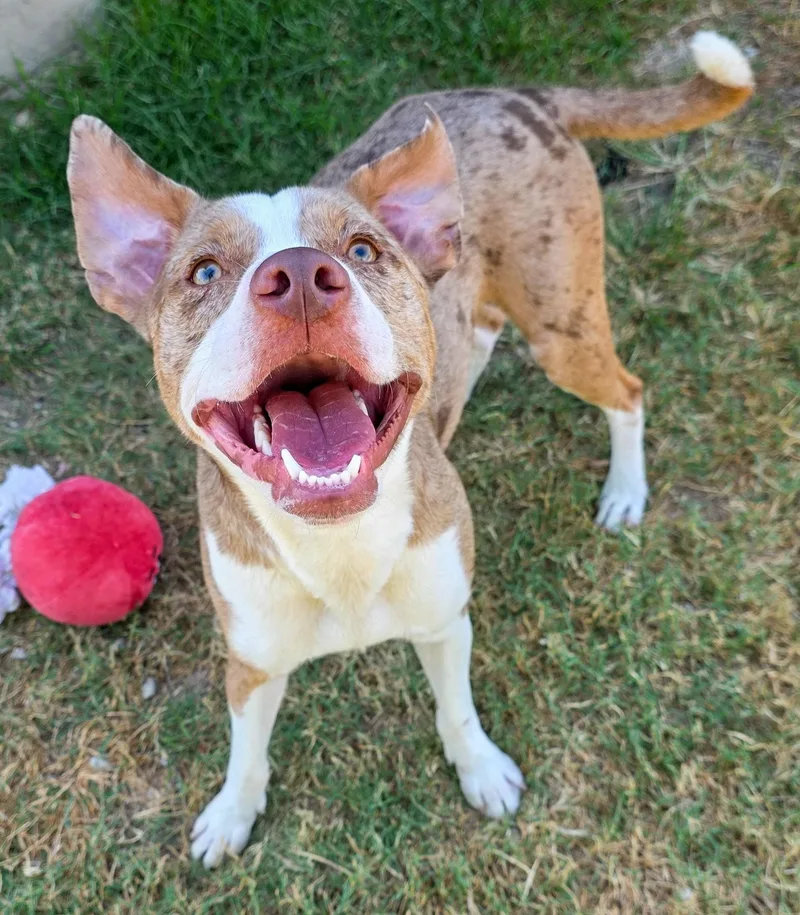 A young medium-sized male Catahoula Leopard Dog dog named Toad for adoption in Gainesville, TX