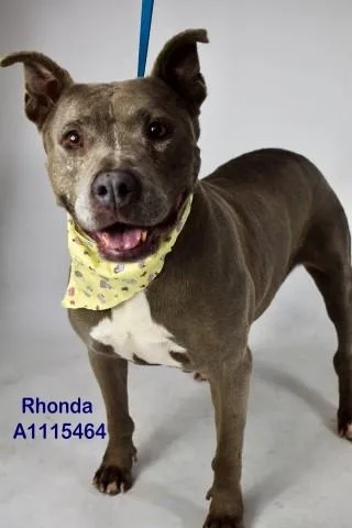 A senior large-sized female Pit Bull Terrier dog named Rhonda for adoption in Bakersfield, CA