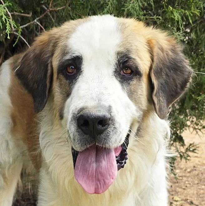 A young extra large-sized male White / Cream Saint Bernard dog named Fun Loving Franz Wow for adoption in Albuquerque, NM