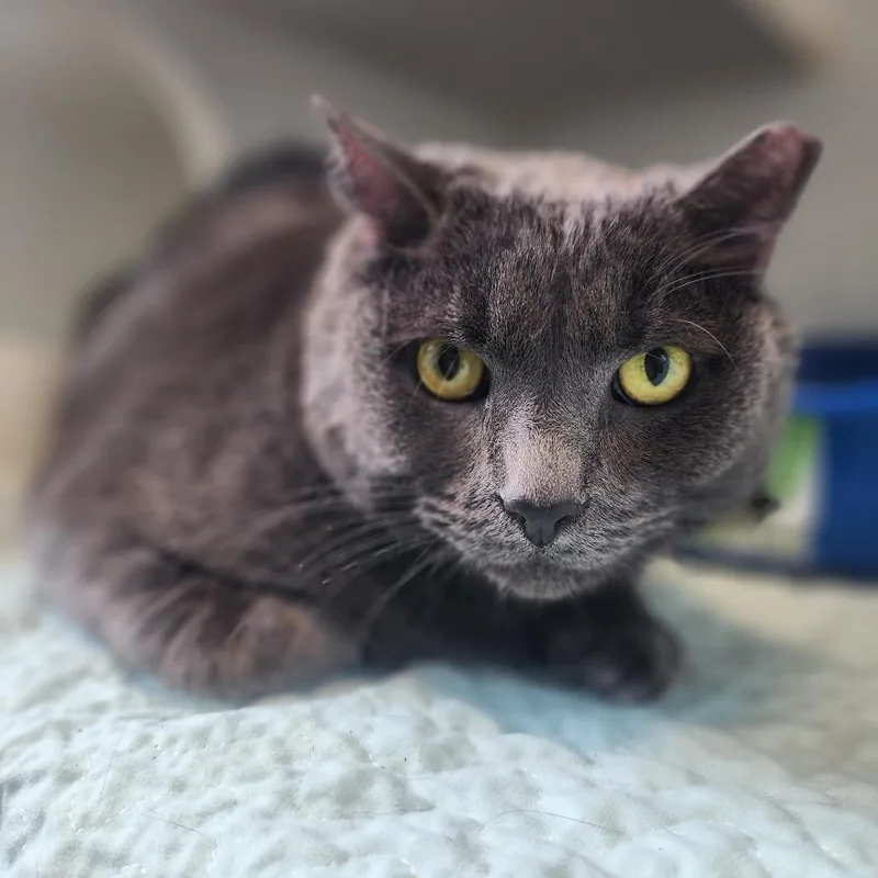An adult extra large-sized male Gray / Blue / Silver Domestic Short Hair cat named Tauro for adoption in Middletown, NY