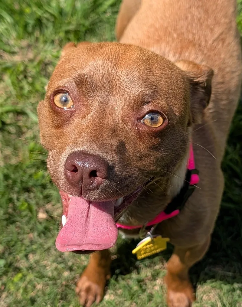 A young small-sized female Chihuahua dog named Susie A for adoption in Plano, TX