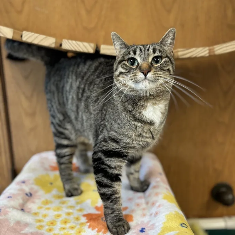 An adult medium-sized female Brown / Chocolate Domestic Short Hair cat named Anya for adoption in Fargo, ND