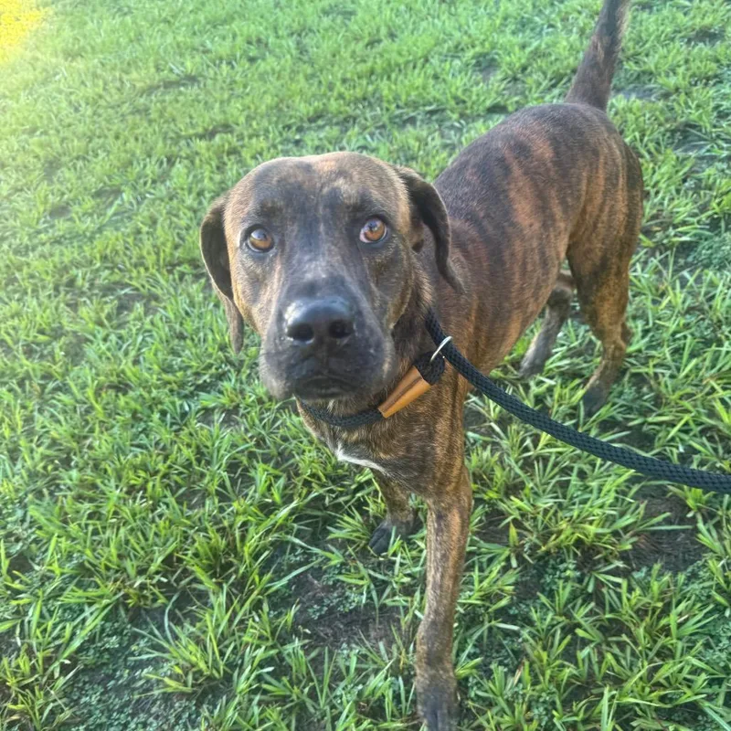 A young medium-sized male Mixed Breed dog named Paisley for adoption in Englewood, FL
