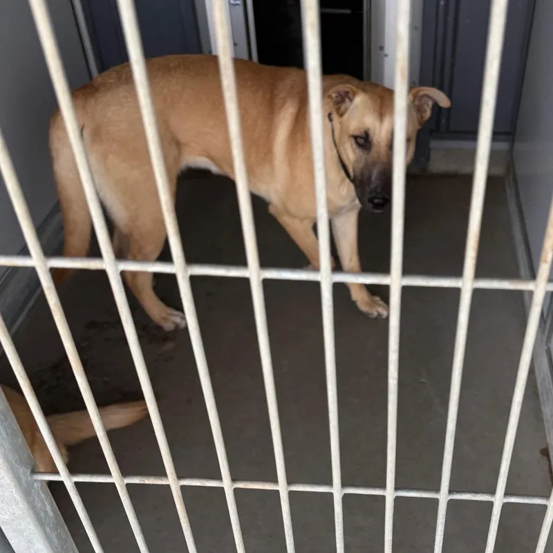 A young medium-sized female Yellow / Tan / Blond / Fawn Mixed Breed dog named Linda for adoption in Carroll, IA