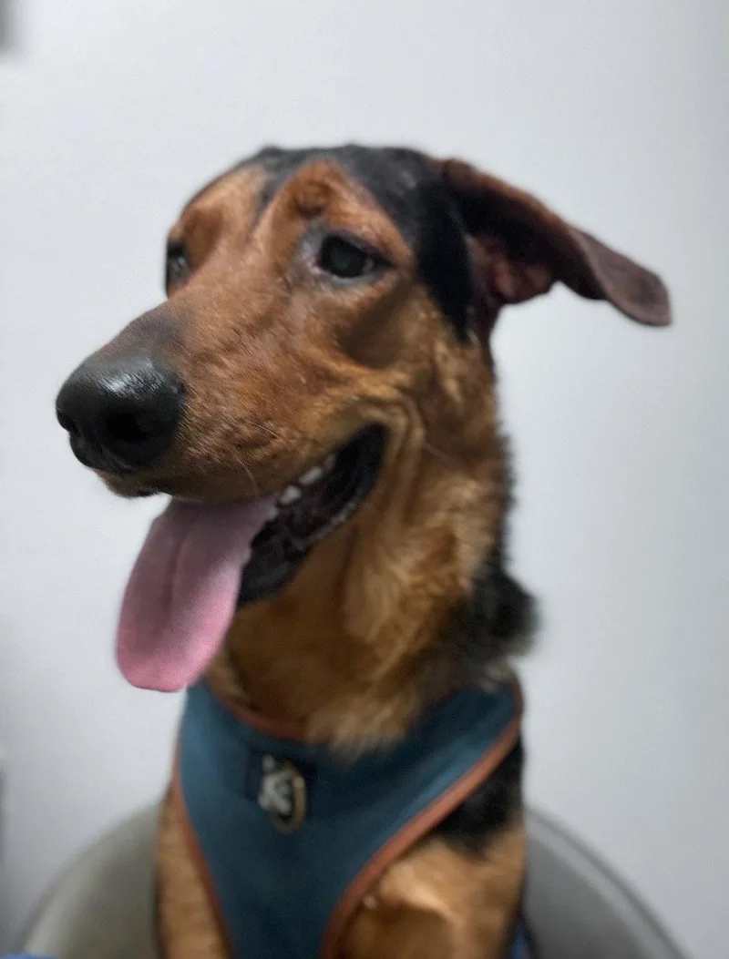 An adult large-sized male Hound dog named Clark for adoption in Glendale, AZ