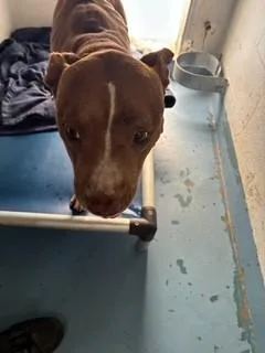 An adult medium-sized male American Staffordshire Terrier dog named Bling Bling for adoption in Gainesville, FL