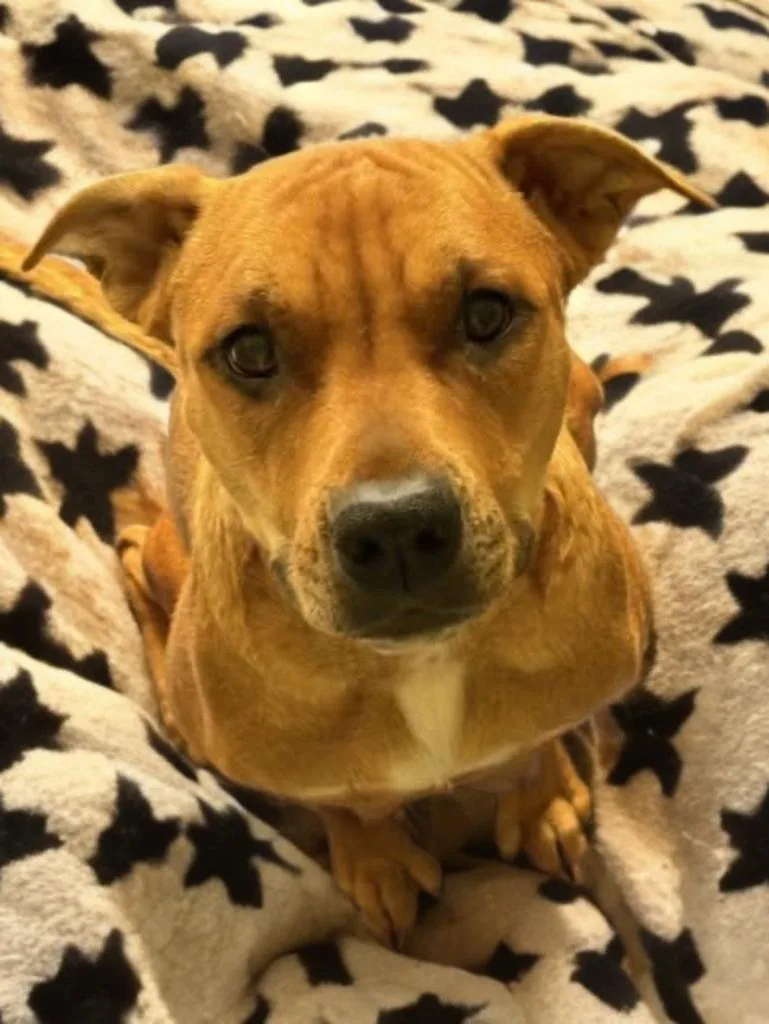 Strawberry thumbnail 3