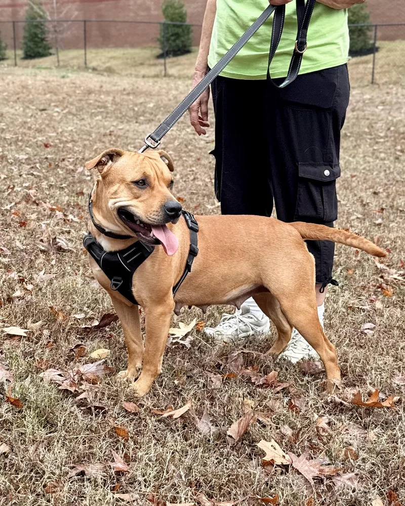 Strawberry thumbnail 4