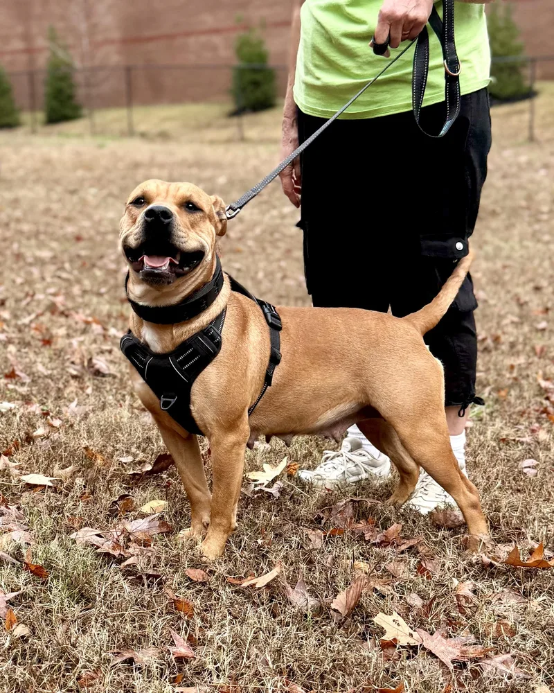 Strawberry thumbnail 5