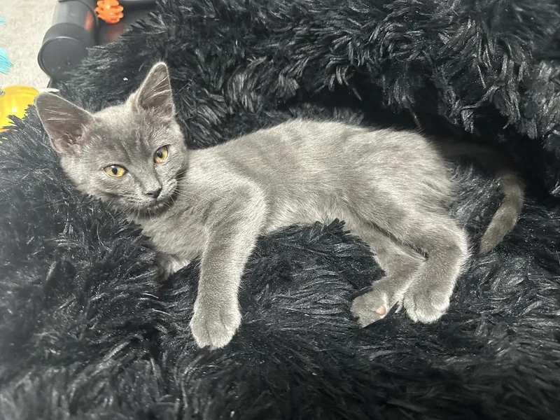 A baby small-sized female Brown / Chocolate Domestic Short Hair cat named Macey for adoption in Vancouver, WA