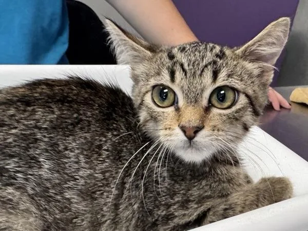 A baby small-sized male Domestic Short Hair cat named Van for adoption in Salt Lake City, UT