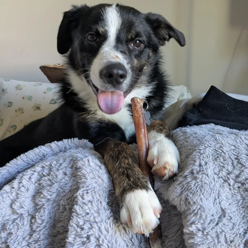 A young medium-sized male Border Collie dog named Ronaldo for adoption in Palatine, IL