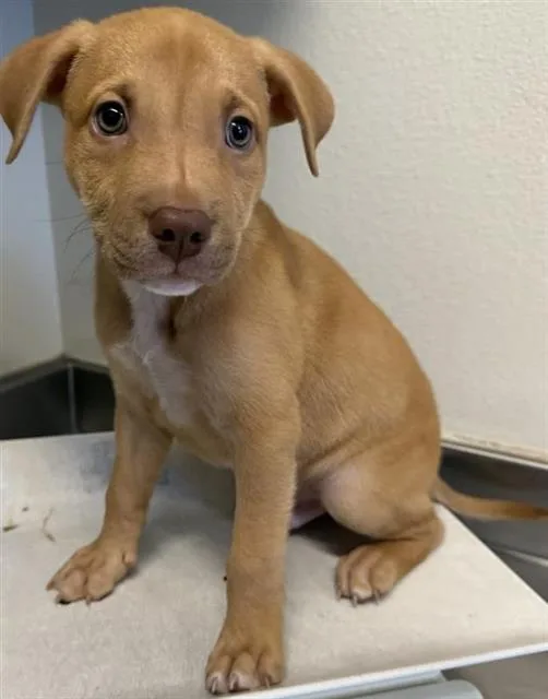 A baby small-sized male Labrador Retriever dog named Ham for adoption in San Antonio, TX