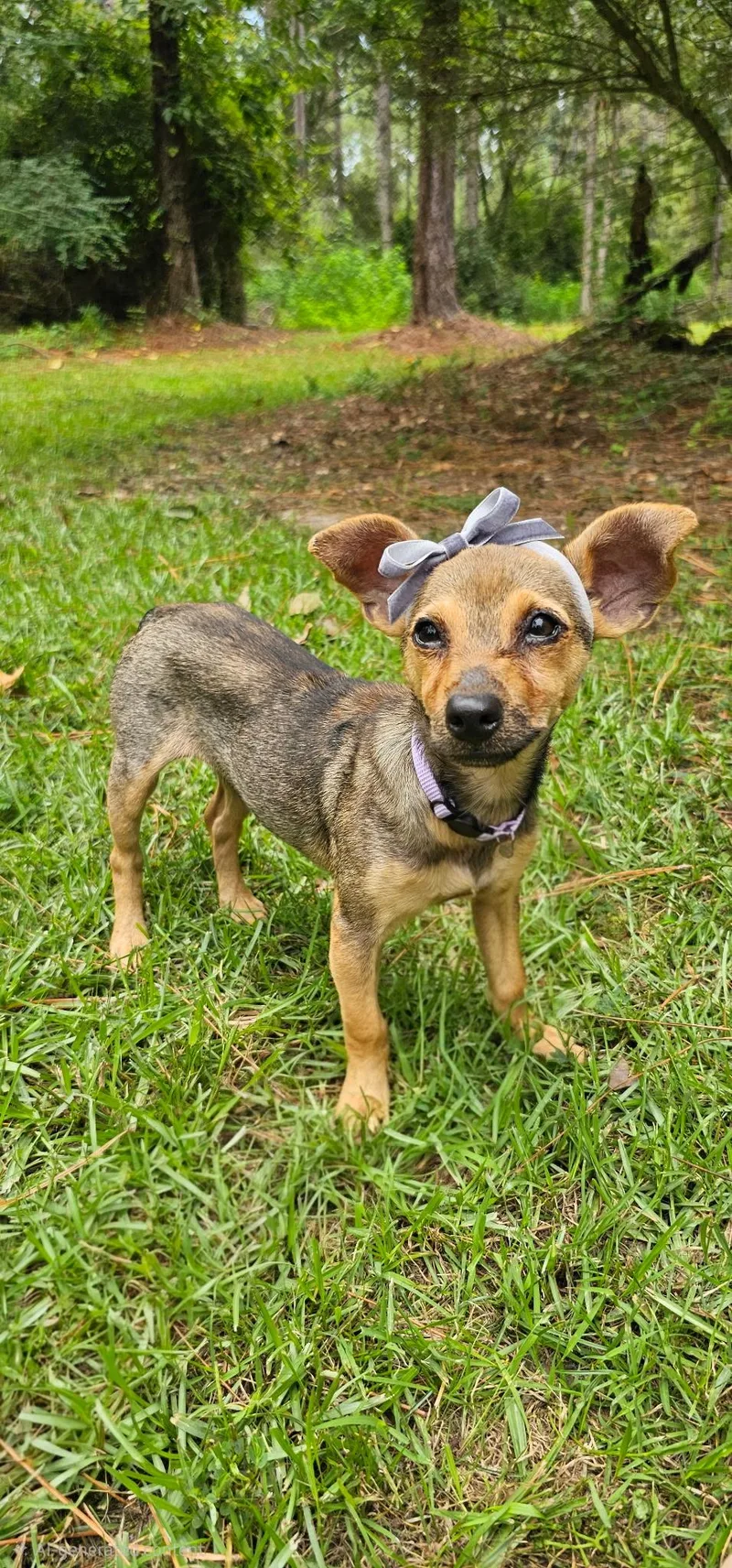 A baby small-sized female Sable Terrier dog named Coco for adoption in BONIFAY, FL