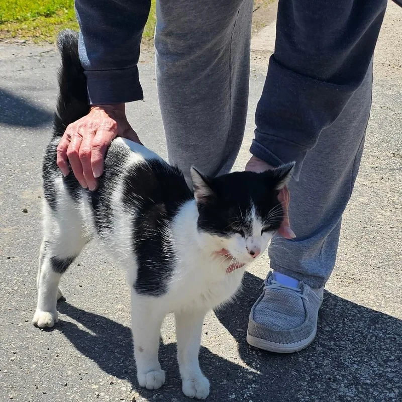 A young large-sized male White Domestic Short Hair cat named Buster for adoption in Rochester, MN