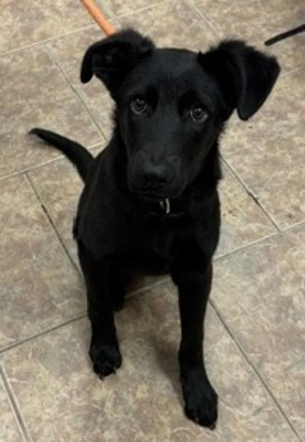 A young medium-sized male Labrador Retriever dog named Midnight for adoption in Littleton, CO