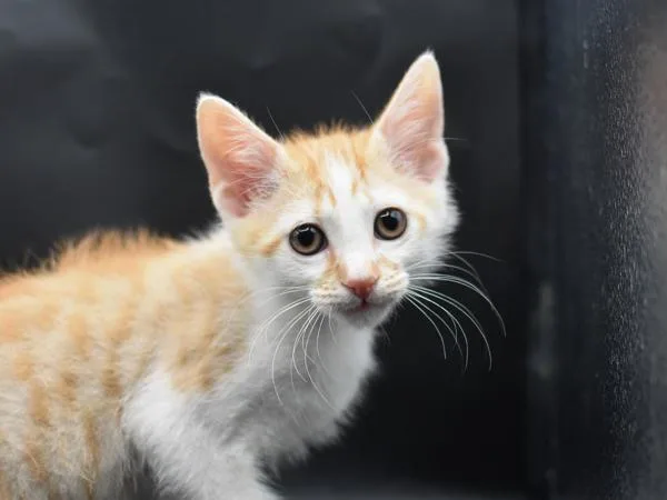 A baby small-sized male Domestic Short Hair cat named Watermelon for adoption in Portland, OR