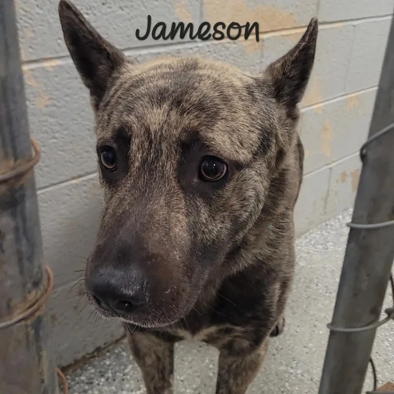 Jameson