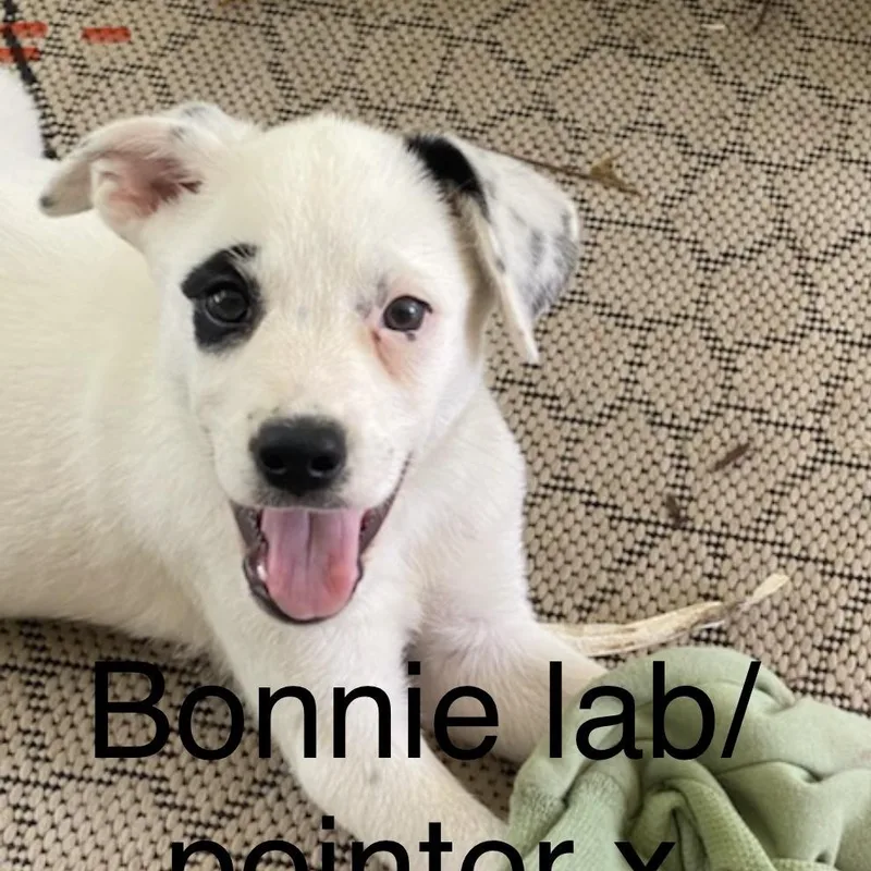 Bonnie