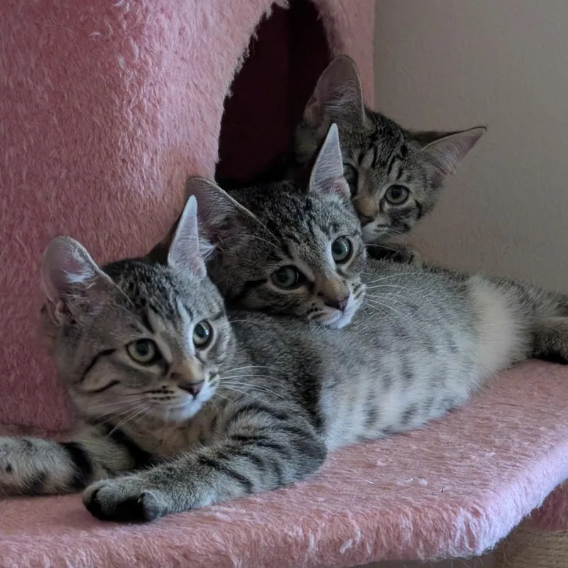A baby small-sized female Brown / Chocolate Domestic Short Hair cat named Holly Peenyo for adoption in St. Louis, MO