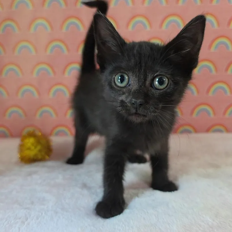 A baby small-sized female Black Domestic Short Hair cat named Aalang for adoption in Fredericksburg, VA