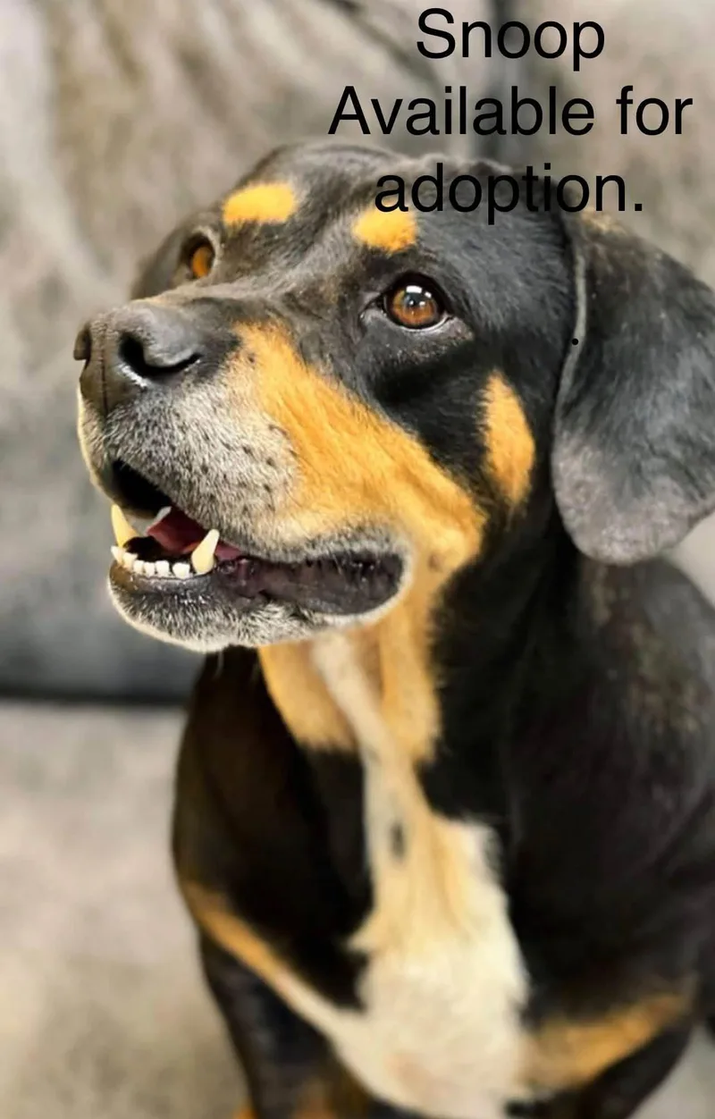 A young medium-sized female Basset Hound dog named Snoopy for adoption in North Kansas City, MO