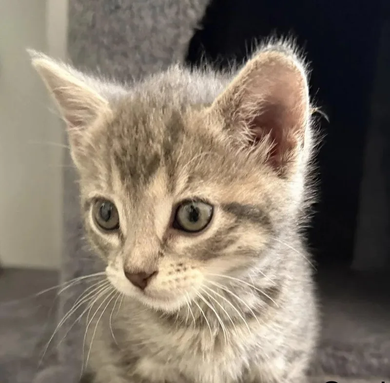 A baby medium-sized female Tabby (Gray / Blue / Silver) Domestic Short Hair cat named Sophie for adoption in Davison, MI