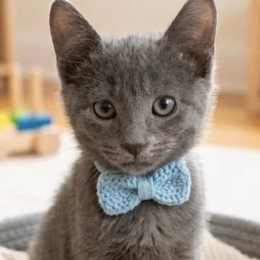 A baby small-sized male Gray / Blue / Silver Domestic Short Hair cat named Gary for adoption in Fresno, CA