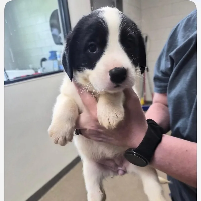 A baby medium-sized female Black Border Collie dog named Melba for adoption in Hamilton , NJ