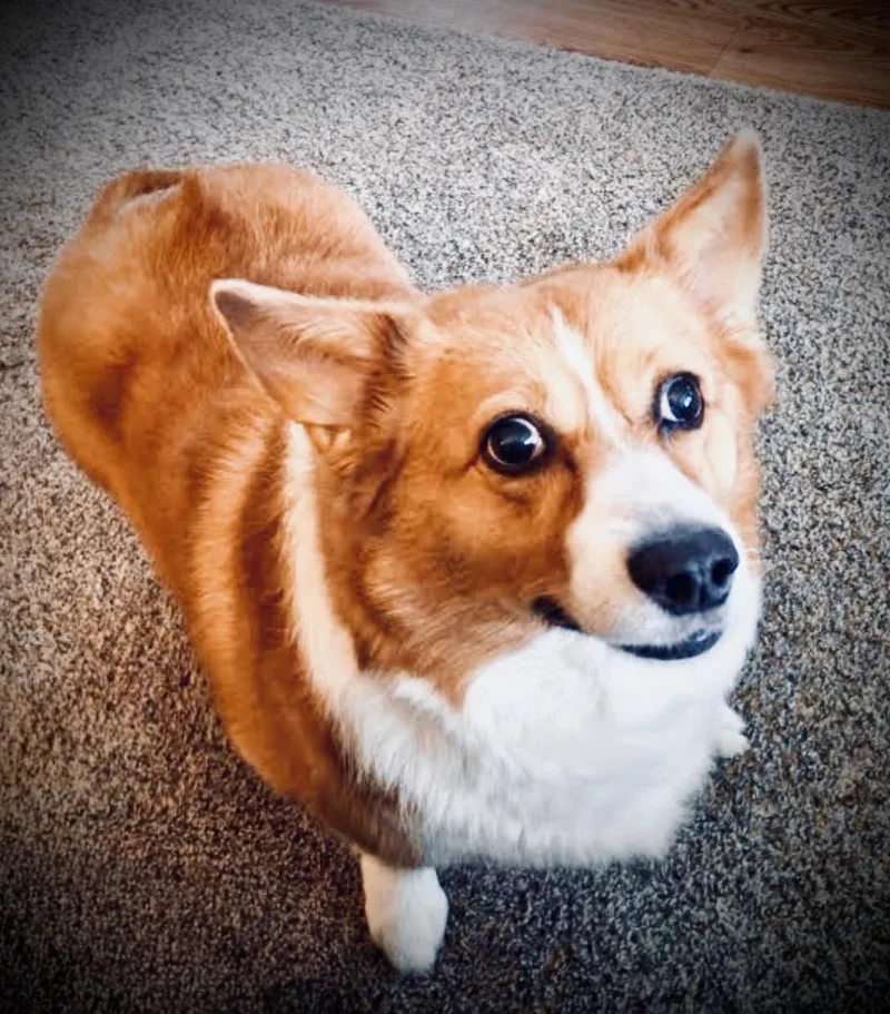 Lizziei
