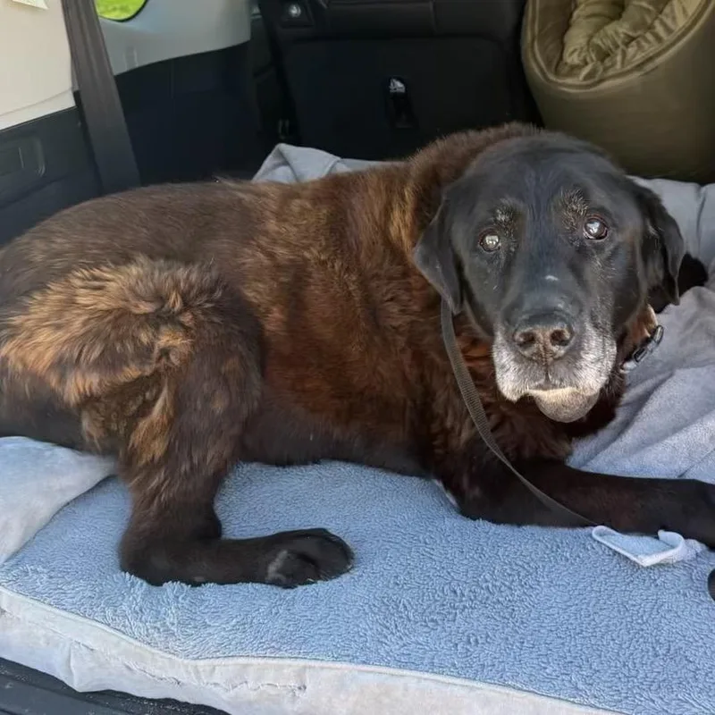 A senior large-sized male Brown / Chocolate Labrador Retriever dog named Kuma for adoption in Austell, GA