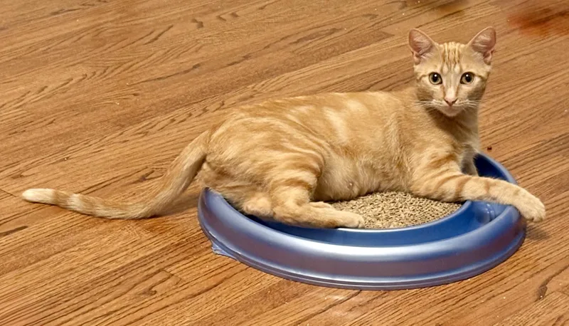 A young medium-sized female Tabby (Orange / Red) Domestic Short Hair cat named Butterscotch for adoption in Irvine, CA