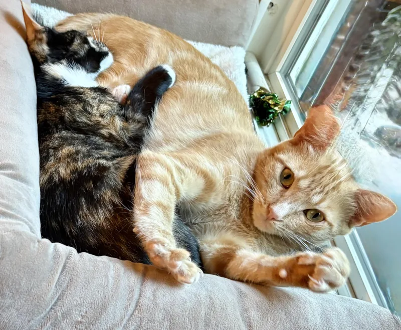 Butterscotch thumbnail 3