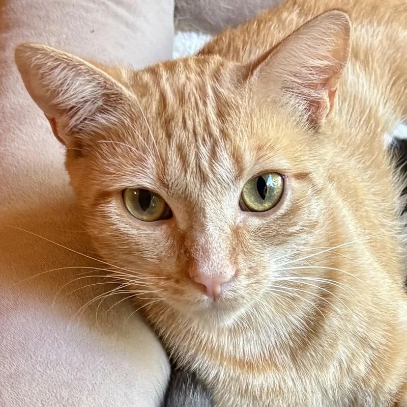 Butterscotch thumbnail 4