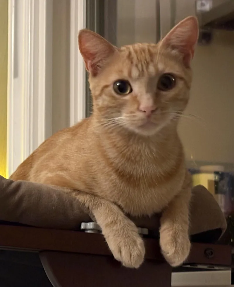 Butterscotch thumbnail 5