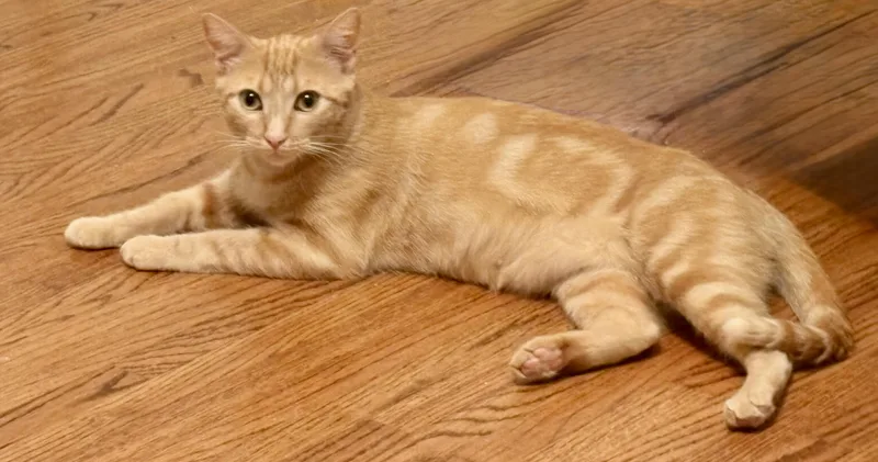 Butterscotch thumbnail 6