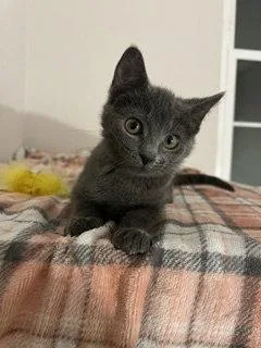 A baby medium-sized female Gray / Blue / Silver Domestic Short Hair cat named Rosemary for adoption in Spring Lake, NJ