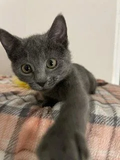 Rosemary thumbnail 2
