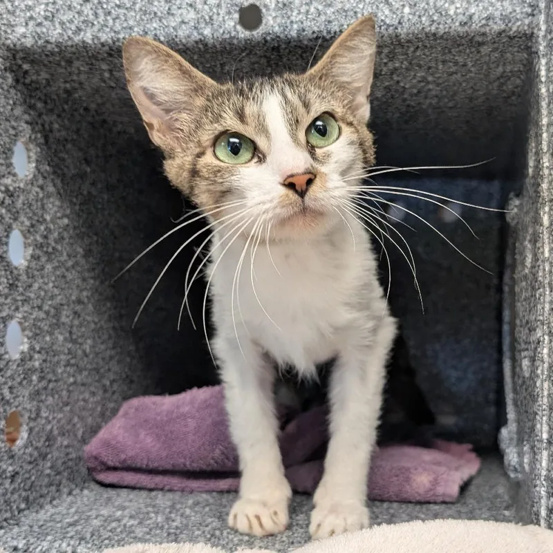 A young medium-sized male Brown / Chocolate Domestic Short Hair cat named Pigeon for adoption in Birdsboro, PA