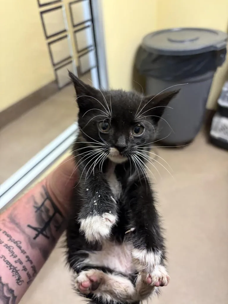 A baby medium-sized female Domestic Short Hair cat named Kale for adoption in Florence, SC