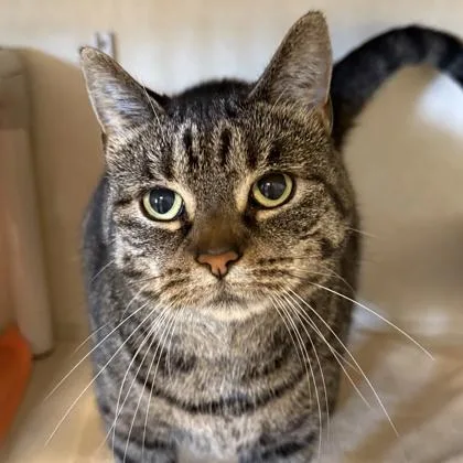 An adult large-sized female Brown / Chocolate Domestic Short Hair cat named Freya for adoption in Lansing, MI