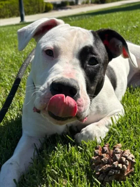 A young medium-sized female Pit Bull Terrier dog named Mango for adoption in Woodland, CA