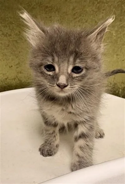 A baby small-sized female Domestic Short Hair cat named Tina for adoption in Riverside, CA