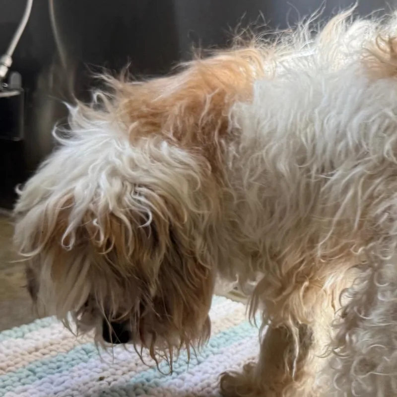 A senior small-sized male Shih Tzu dog named YORKStray for adoption in York, PA