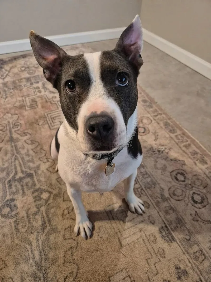 An adult medium-sized female White / Cream Mixed Breed dog named June for adoption in Ellijay, GA