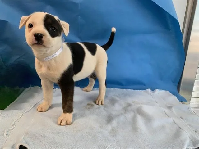 A baby small-sized male Pit Bull Terrier dog named Cheesecake for adoption in Lancaster, CA