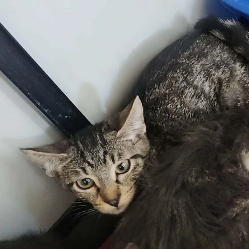 A young small-sized female Domestic Short Hair cat named Kiara for adoption in Kingman, AZ
