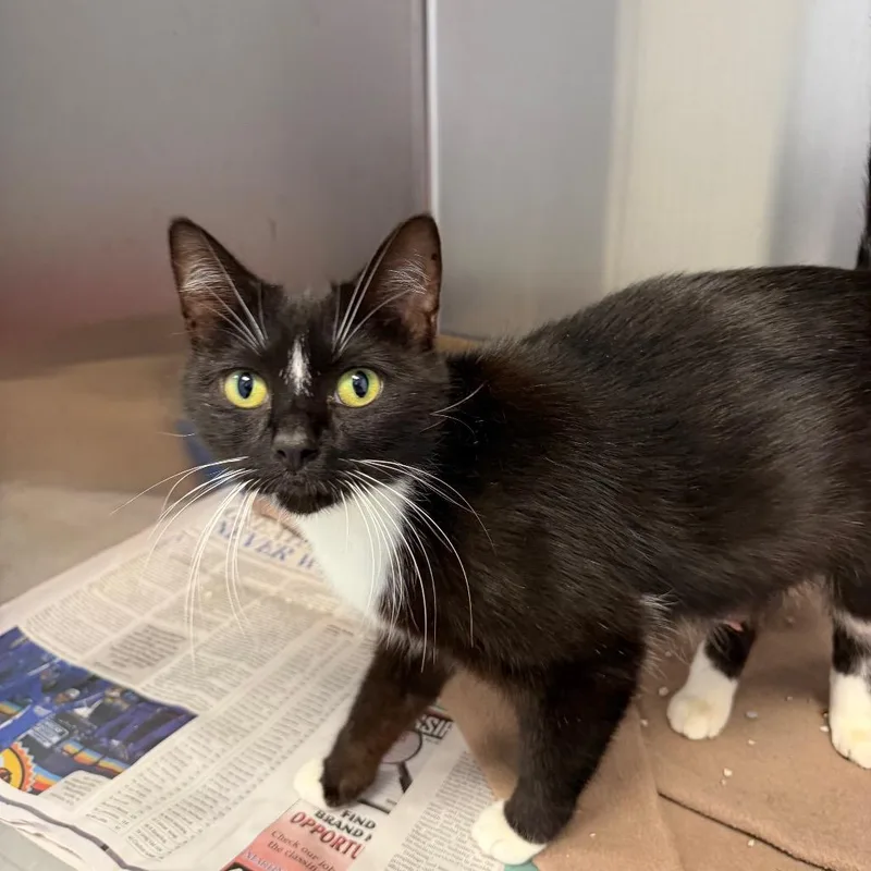 An adult medium-sized female Black Domestic Short Hair cat named Valentina for adoption in Martinsville, VA