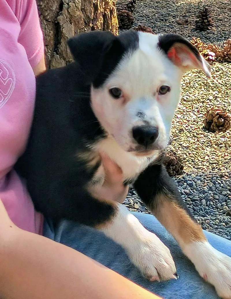 A young medium-sized male Black Schnauzer dog named Domino for adoption in Weaverville, CA